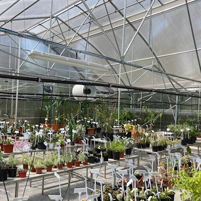 Tıbbi Aromatik Btiki Seraları