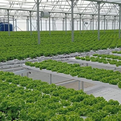 NFT Hidroponik Seralar